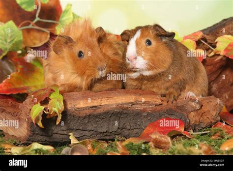 Guinea Pigs Stock Photo Alamy