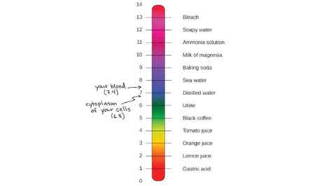 Ph Scale Acids Bases Ph And Buffers Article Khan Academy