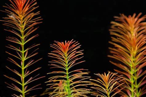 Ротала Валлиха (Rotala wallichii)