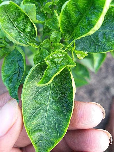 Chilli Leaf Curl Virus | Pests & Diseases