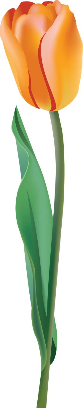 Tulip PNG Image PurePNG Free Transparent CC0 PNG Image Library