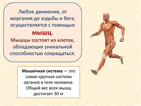 Мышечная система человека - презентация онлайн