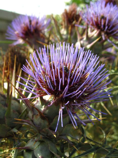 Plantes Indig Nes Pourquoi Et Comment Les Int Grer Votre Paysage