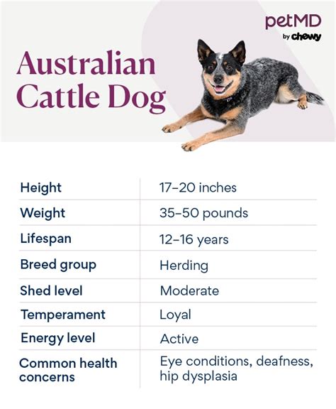 Australian Cattle Dog Breed Health and Care | PetMD