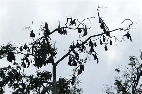 Coronavirus: Bats ‘don’t pose higher risk’ of spreading virus to humans