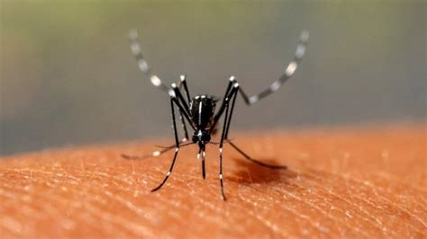 Dengue 16 832 Casos Confirmados En La Provincia En Lo Que Va De 2024