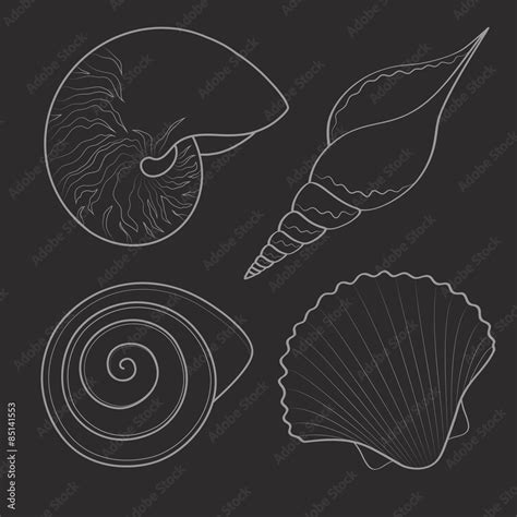 Set of black and white graphic sea shells. Isolated objects. Vector illustration. Stock Vector ...