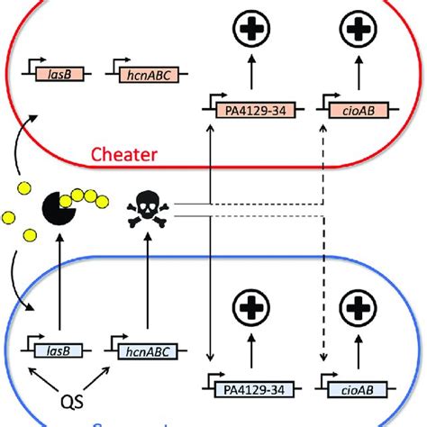 Expression Of Cyanide Resistance And Production Genes B Galactosidase