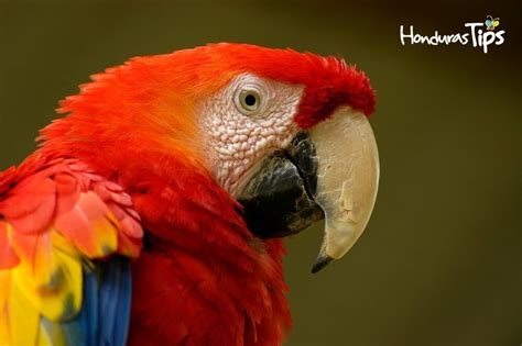 Historia Del Día Nacional De La Guacamaya Roja Nuestra Ave Nacional