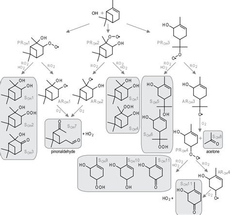 First Oxidation Pathways In The Oh Initiated Pinene Oxidation