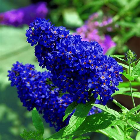 Zwerg Schmetterlingsflieder Buddleja Davidii Buzz Midnight