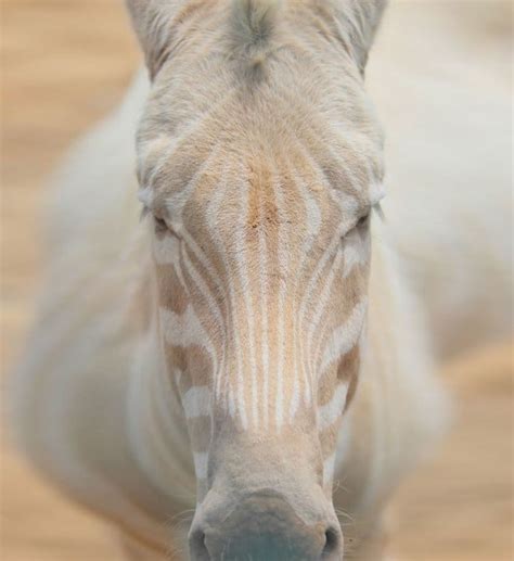 30 Beautiful Albino Animals That Look Seriously Cool