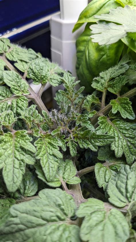 Micro Dwarf Tomatoes In My Aero Garden Rtomatoes