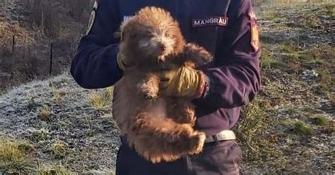 Un pui de câine a fost salvat dintr un canal colector de pompierii