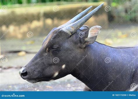 Lowland Anoa Bubalus Depressicornis Calf Stock Photography