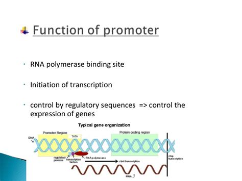 Promoter and its types