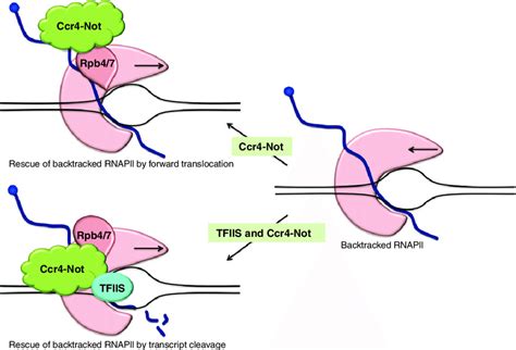 Representation Of The Roles Of Ccr4 Not In Transcription Elongation