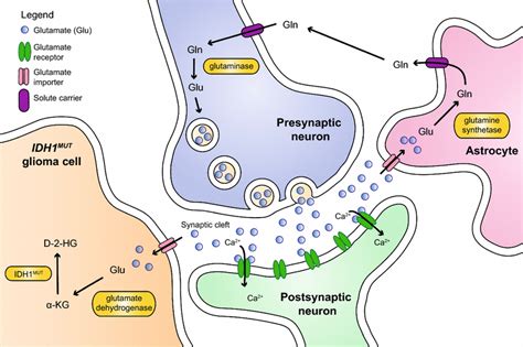 Schematic Representation Of The Glutamine Glutamate Cycle In The Brain