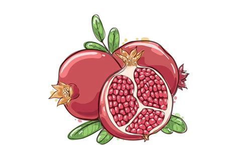 Pomegranate watercolor sketch (3058088)