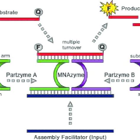 Nicking Endonuclease Assisted Amplification Assays A Nicking Enzyme Download Scientific