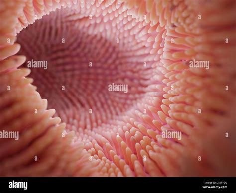 Intestinal Absorptive Cell Hi Res Stock Photography And Images Alamy