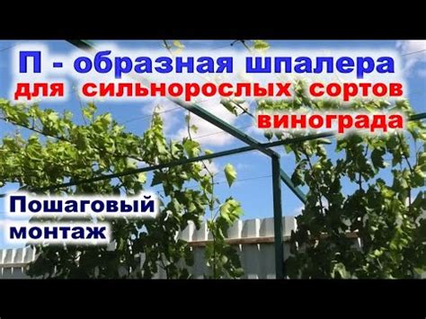 П образная ШПАЛЕРА для ВИНОГРАДА под сильнорослые сорта. - YouTube