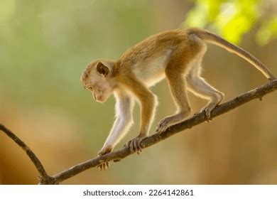 Baby Toque Macaque Macaca Sinica Makak Stock Photo 2264142861 ...