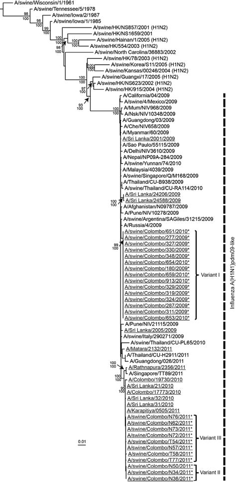 Phylogenetic Relationship Of The Hemagglutinin 1 Gene Of The Human And