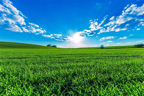 Hd Wallpaper Green Grass Field Greens Summer The Sky The Sun