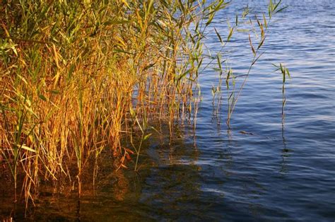 Free Images Beach Landscape Tree Water Nature Swamp Wood Hay