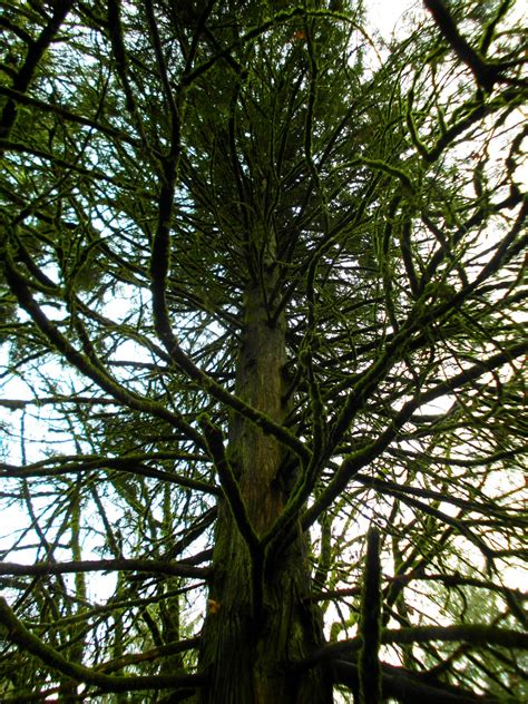 Black Watch Sasquatch: Mt. Talbert Nature Park - Clackamas