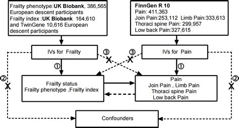 Frontiers The Vicious Cycle Of Frailty And Pain A Two Sided Causal