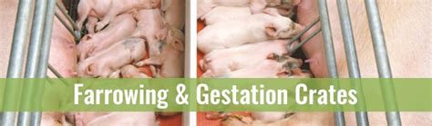 Gestation Crates & Farrowing Crates: Are They Necessary? | Osborne