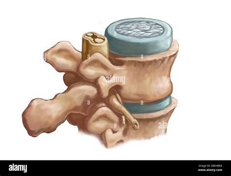 Vertebrae anatomy Imágenes recortadas de stock Alamy