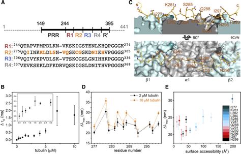 Structural Characterization Of Tau In Fuzzy Tau Tubulin Complexes