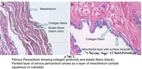 Histology of the Heart Flashcards | Quizlet