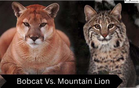 Bobcat Vs Mountain Lion Key Differences Explained Wildlifegrow