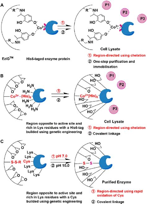 Scheme Of Directed Affinity Immobilisation And Multipoint Covalent