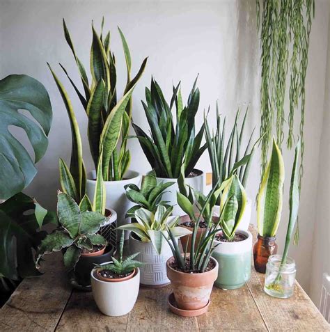 A HPH Guide To Low Light Tolerant Houseplants HOUSEPLANTHOUSE