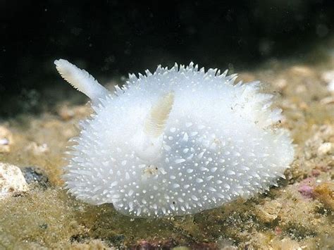 35 Exquisitely Stunning And Unique Sea Slugs Images That Will Mesmerize