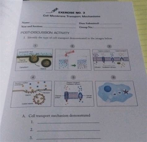 Exercise No Cell Membrane Transport Studyx