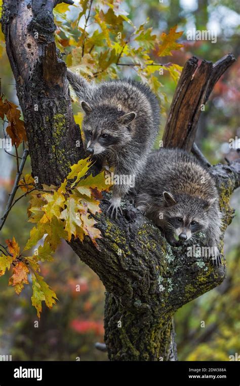 Raccoon In Fall Tree Hi Res Stock Photography And Images Alamy