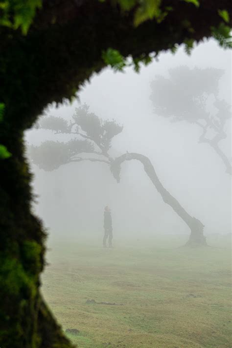 Fanal Forest - Madeira on Behance