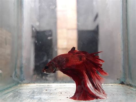 Betta Fish Gill Flukes Symptoms Treatment And Prevention Hepper