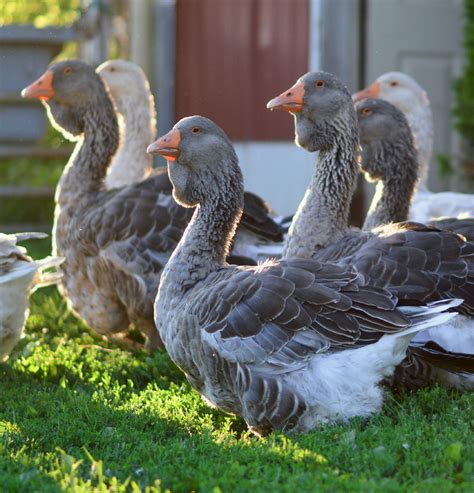 Raising Giant Dewlap Toulouse Geese And Heritage Narragansett Turkeys