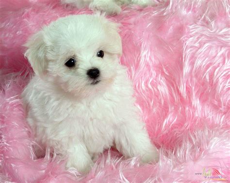 Cute Baby Dogs Wallpapers Wallpaper Cave