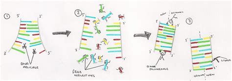 3.9 DNA Replication - a level biology student