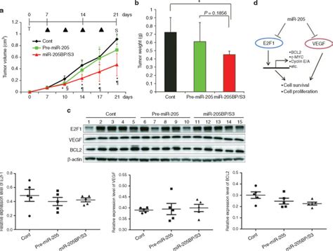 Chemically Modified Synthetic MicroRNA 205 Inhibits The Growth Of