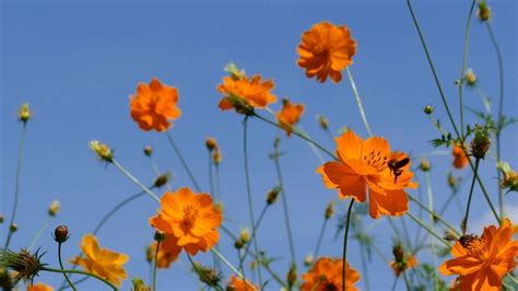 Different Types Of Orange Flowers With Names Pictures A Z