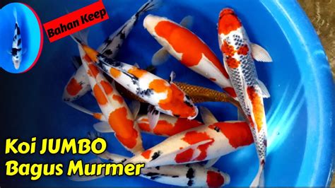 Rivew Stok Jumbo Dengan Harga Murmer Di BASMAN KOI YouTube